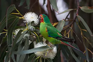 Swift: Swift Parrot - At the Captain Cook Campground -