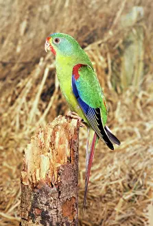 Discolor: Swift Parrot - perched on tree stump