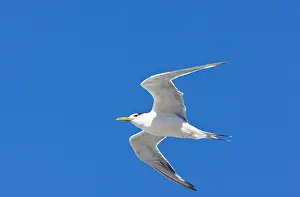 Bergii: Swift Tern - in flight. The Cape, South Africa