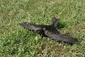 Swifts: Swift - young which has fallen from nest and is