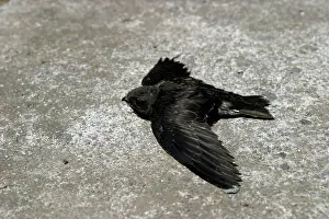 Swifts: Swift - young which has fallen from nest and is