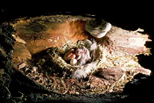 Monica Goth: Swift - young in nest - 3 days old