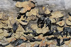 Malay: Swiftlets Nesting