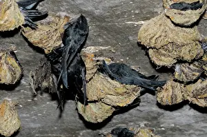 Malay: Swiftlets Nesting