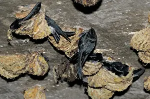 Malay: Swiftlets Nesting