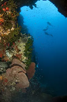 080518: Swim-through - Passage with fish and divers in