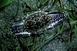 Portunus: Swimmer Crab