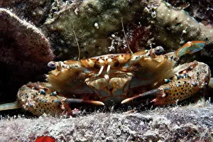 Portunus: Swimmer Crab