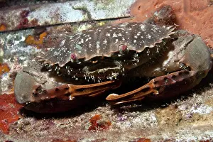 Swimmer: Swimmer Crab