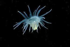 Auscape International: Swimming anemone - A beautiful, flower-like animal