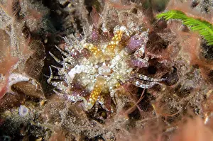 030822: Swimming Anemone - Kubu, Tulamben, Karangasem Regency, Bali