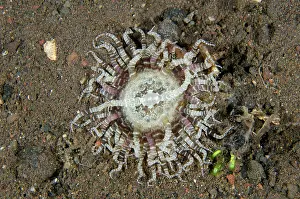 010821: Swimming Anemone - Melasti dive site, Seraya, Karangasem