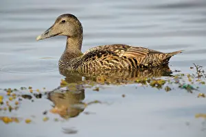 Kelp: Swimming Common Eider