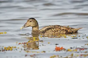 Kelp: Swimming Common Eider