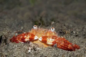 Philippine: Swimming crab (Brachyura) lurking burrowed for prey