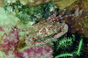 Corner: Swimming Crab Crinoid Corner dive site, Horseshoe