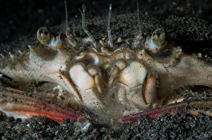 230221: Swimming Crab - Jahir dive site, Lembeh Straits