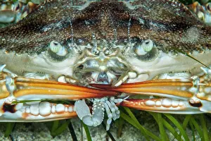 Portunus: Swimming crab (Portunus segnis), eating a crab Leucosia