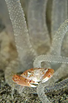 Stinging: Swimming Crab in Striped Anemone