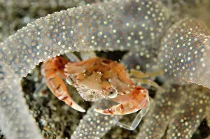 Stinging: Swimming Crab in Striped Anemone