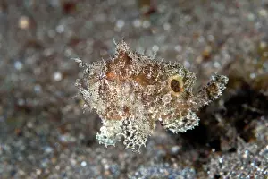 Frogfishes: Swimming Frogfish