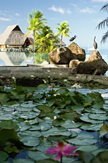 Released: Swimming pool area of the Bora Bora Nui