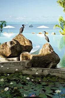 Released: Swimming pool area of the Bora Bora Nui