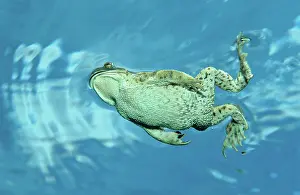Amphibious: Swimming Toad