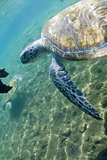 Peebles: Swimming with the turtles at Satoalepai