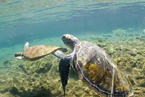 Peebles: Swimming with the turtles at Satoalepai