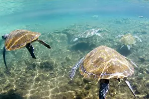 Peebles: Swimming with the turtles at Satoalepai