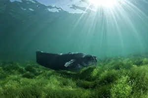 Silurus: Swimming Wels catfish, Silurus glanis, also called