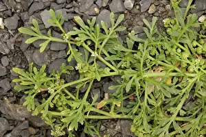 Cress: Swine-cress