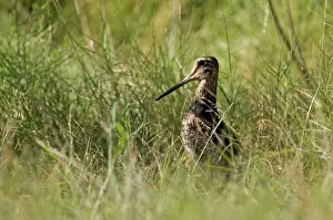 Snipes: Swinhoe's Snipe