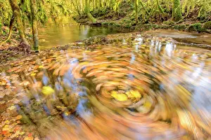 Spiral: Swirl of dead leaves in a small river Bugey, Region