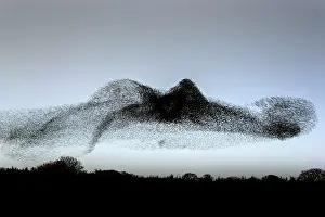 Roy Glen: Swirling starling murmuration