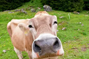 Appenzell: Swiss Braunvieh cattle (Bos taurus primigenius)