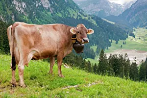 Appenzell: Swiss Braunvieh cattle (Bos taurus primigenius)