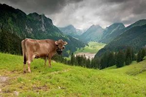 Appenzell: Swiss Braunvieh cattle (Bos taurus primigenius)