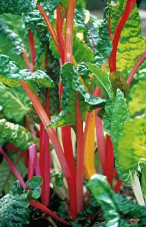 Chard: Swiss Chard