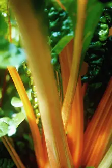 Chard: Swiss Chard
