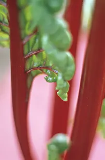Chard: Swiss Chard