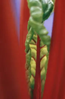 Chard: Swiss Chard