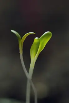 Strengthen: Swiss Chard