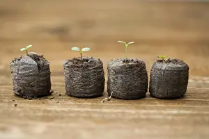 Biodegradable: Swiss Chard