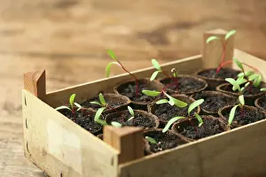 Chard: Swiss Chard