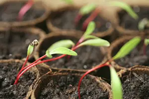 Biodegradable: Swiss Chard