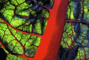 Beet: Swiss Chard