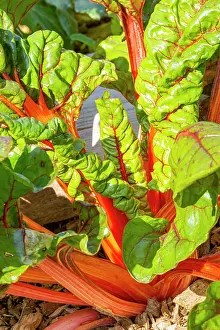 Beet: Swiss Chard Bright Lights, Beta vulgaris var