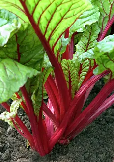 Chard: Swiss Chard - planted within the parterre, both